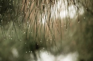 gotas_lineas_varias_ 300